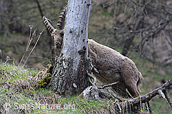 C114642: Steinbock