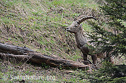 C114691: Steinbock