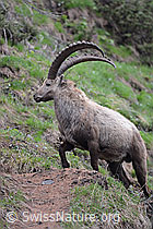 C114774: Kräftiger Steinbock kreuzt Bergweg