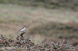 Photo: Saxicola rubetra