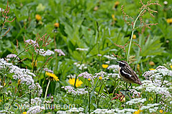 Photo: Saxicola rubetra