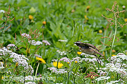 Photo: Saxicola rubetra