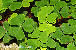 C115034: Wald-Sauerklee (Oxalis acetosella)