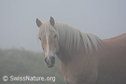 C115160: Hauspferd (Equus caballus)