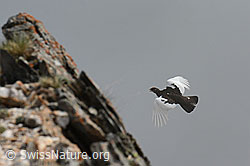 C115247: Alpenschneehuhn im Vorbeiflug