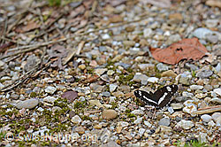 Kleiner Eisvogel (Limenitis camilla) (24.07.2016, C117112)