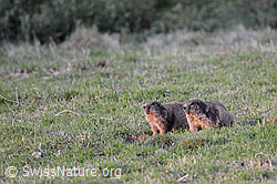 C117265: Zwei Murmeltiere