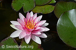 C117748: Wundervoll geöffnete Blüte einer Seerose