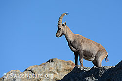 C117785: Steinbock