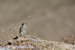 C121047: Alpenbraunelle (Prunella collaris)