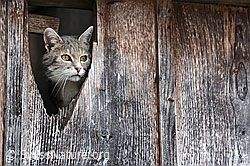 C123500: Hauskatze (Felis catus)