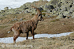 C126016: Steinbock im Winterfell