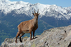 C126056: Steingeiss auf Felsgrat