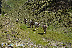 C130058: Wanderung der Kühe