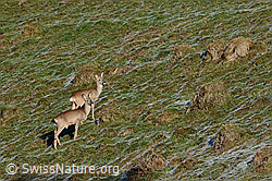 C132364: Zwei Rehe