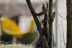 C132472: Eichhörnchen (Sciurus vulgaris)
