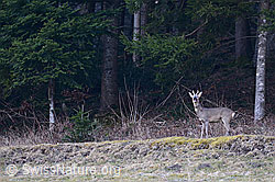 C133105: Rehbock am Waldrand