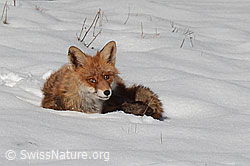 C133158: Fuchs im Schnee