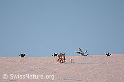 Foto: Balzende Birkhähne