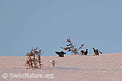 Foto: Birkhähne während der Balz