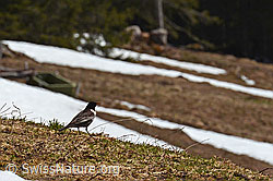 C133577: Ringdrossel (Turdus torquatus)