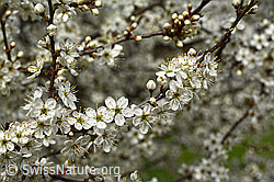 Schwarzdorn (Prunus spinosa) (C133592)