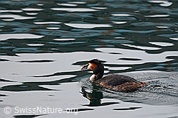 C134377: Gänsesäger (Mergus merganser)