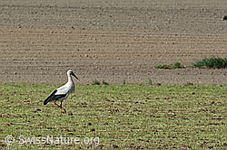 C134439: Weissstorch (Ciconia ciconia) auf Futtersuche