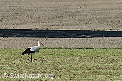 C134447: Storch auf Nahrungssuche