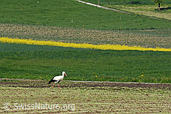 C134481: Weissstorch (Ciconia ciconia) auf Wiese