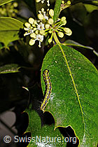 Buchsbaumzünsler Raupe (Cydalima perspectalis) (C134523)