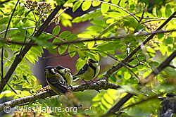 Junge Kohlmeisen (Parus major) werden gefüttert (C134910) Junge Kohlmeisen (Parus major) werden gefüttert (C134910)