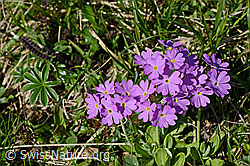 C135046: Blüten der Mehlprimel