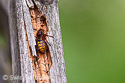 Foto: Hornisse (Vespa crabro)