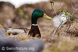 C135367: Stockente (Anas platyrhynchos)