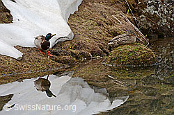 C135380: Spiegelung einer Stockente (Anas platyrhynchos)