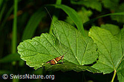 Nemophora degeerella (C135428)