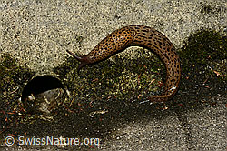 Grosser Schnegel (Limax maximus) (C135449)