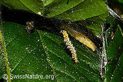 Foto: Traubenkirschen-Gespinstmotte (Yponomeuta evonymella)
