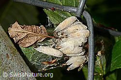 Traubenkirschen-Gespinstmotte (Yponomeuta evonymella) (C135457)