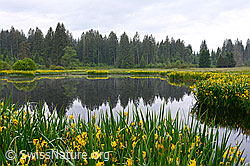 C135500: Gelbe Schwertlilie (Iris pseudacorus) am Ufer eins Moorsees