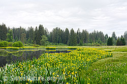 C135523: Gelbe Schwertlilie (Iris pseudacorus) am Ufer eins Moorsees