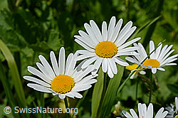 Foto: Blüten der gemeine Margerite