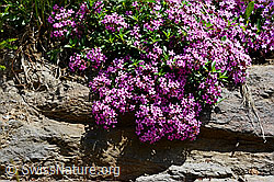 C135770: Rotes Seifenkraut (Saponaria ocymoides)