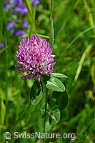 C135773: Blüte des Rot-Klees