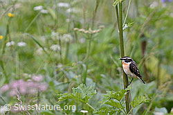 C135901: Braunkehlchen (Saxicola rubetra)