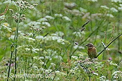 Photo: Saxicola rubetra