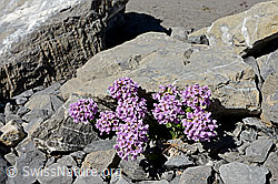 C136078: Kriechendes Täschelkraut (Thlaspi rotundifolium)