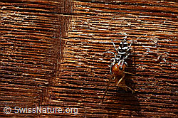 C136405: Zerbraspringspinne (Salticus scenicus) mit Beute