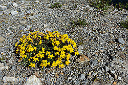 Alpen-Hornklee (Lotus alpinus) (C136528)